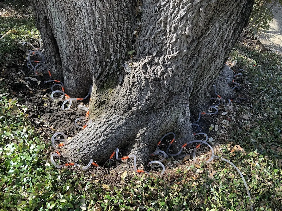 Detailed Tree Cabling and Bracing job site in Yucca Valley