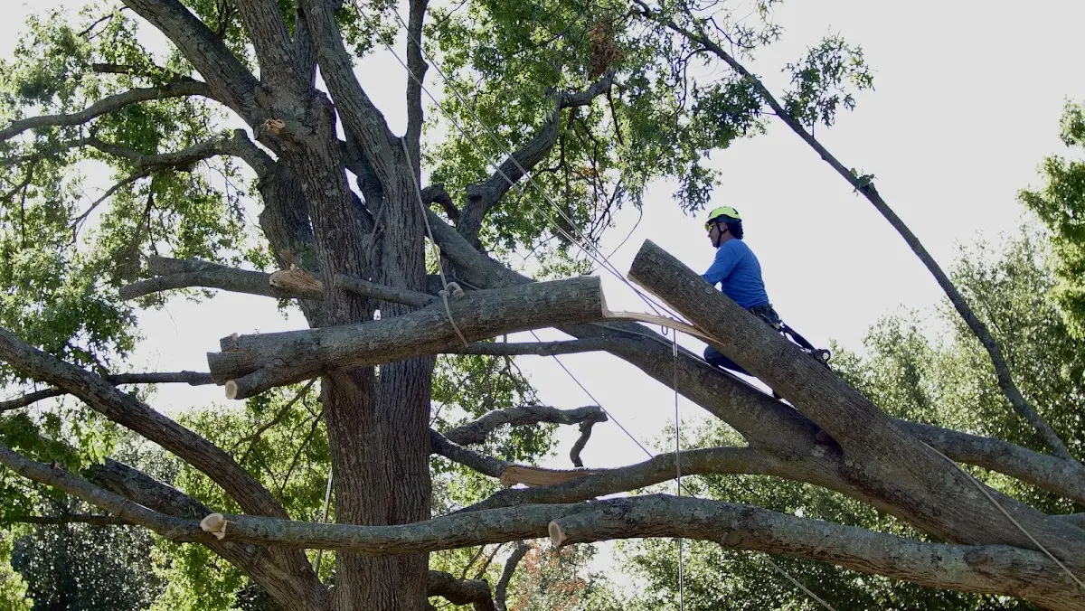 Professional Hazardous Tree Removal performed by certified arborists in Yucca Valley