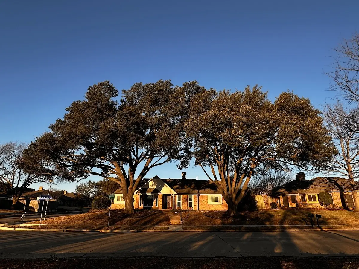 Established residential canopy tree shading a home in Yucca Valley